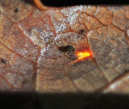 Réf. 316 094 : Sminthurinus elegans